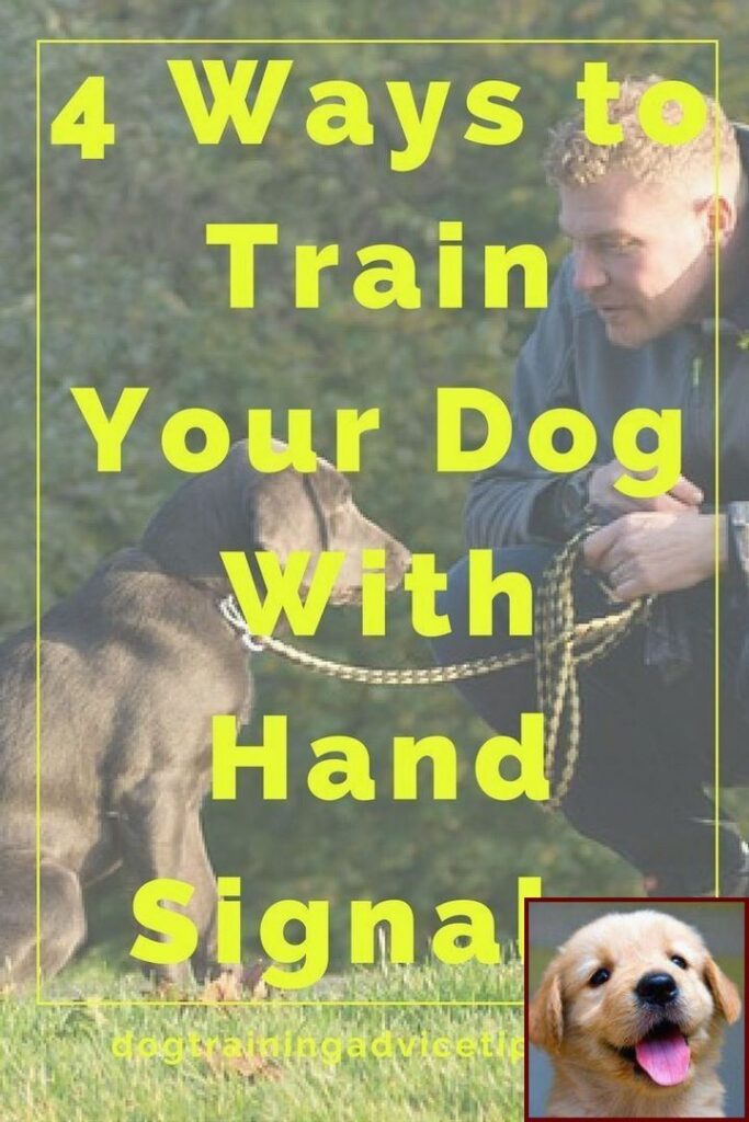 How To Train A Puppy To Sit Pretty